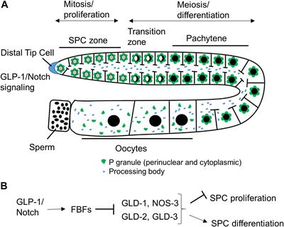 Diverse Roles of PUF Proteins in Germline Stem and Progenitor Cell Development in C. elegans